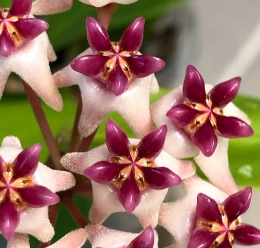 Hoya 'Patricia' 10 Pieces Seeds