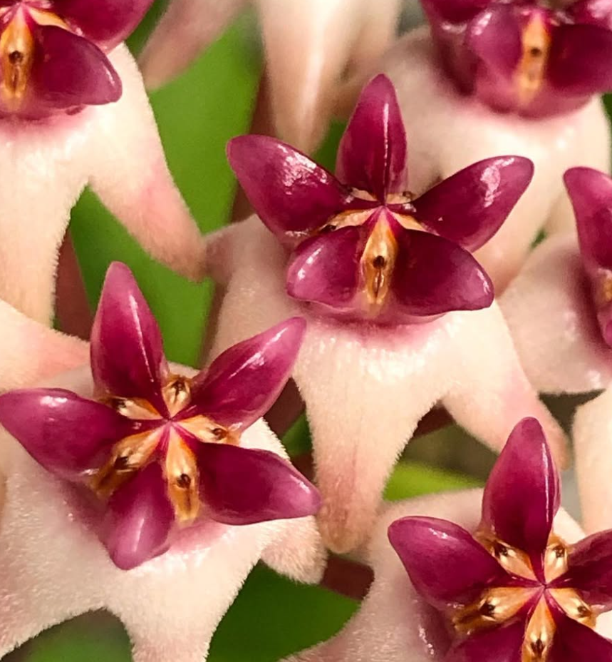 Hoya 'Patricia' 10 Pieces Seeds