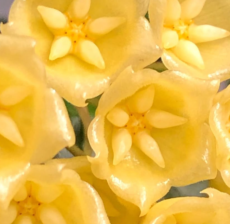 Hoya Blashernaezii 10 Pieces Seeds