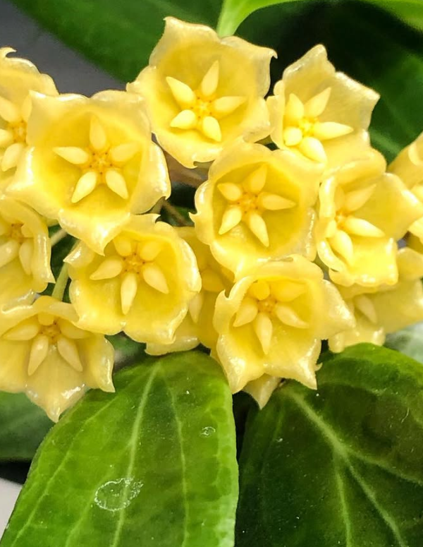 Hoya Blashernaezii 10 Pieces Seeds