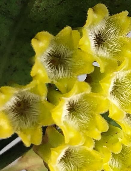 Hoya Amicabilis 10 Pieces Seeds