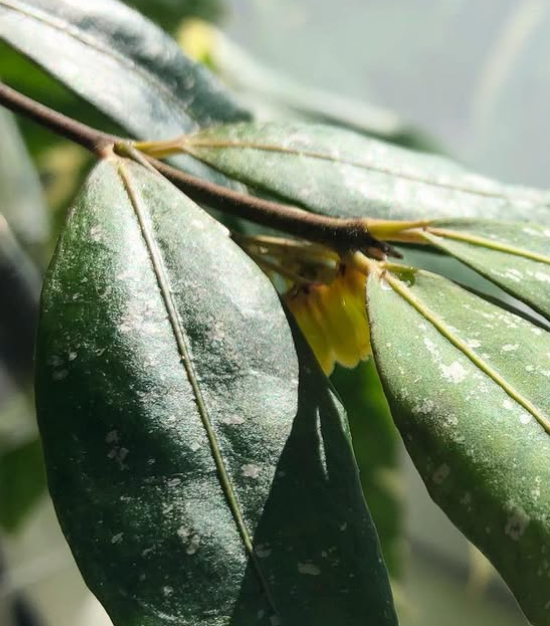 Hoya Amicabilis 10 Pieces Seeds