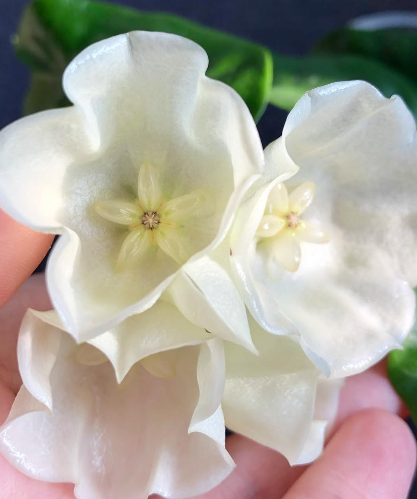 Hoya Wallichii 10 Pieces Seeds