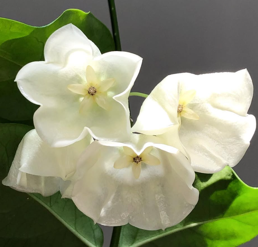 Hoya Wallichii 10 Pieces Seeds