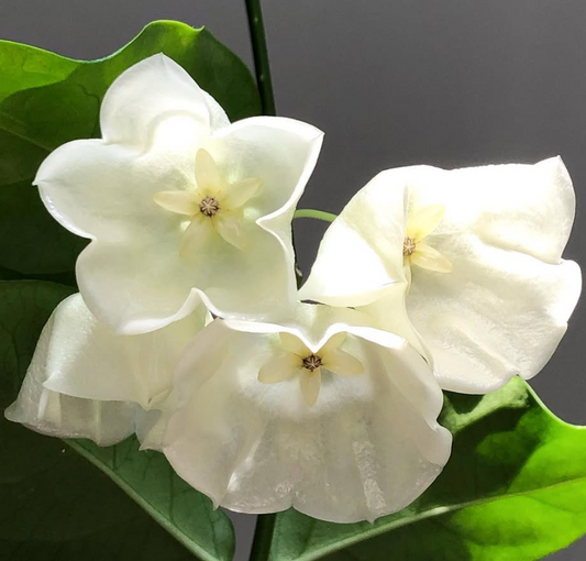 Hoya Wallichii 10 Pieces Seeds