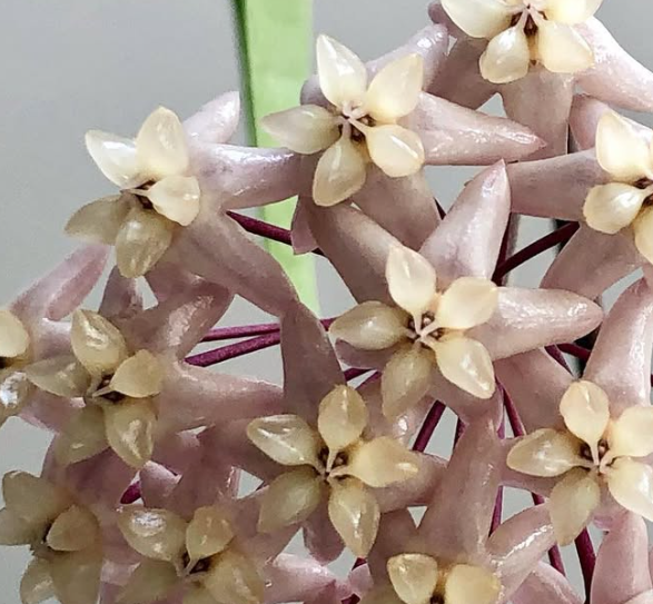 Hoya Thuathienhuensis 10 Pieces Seeds