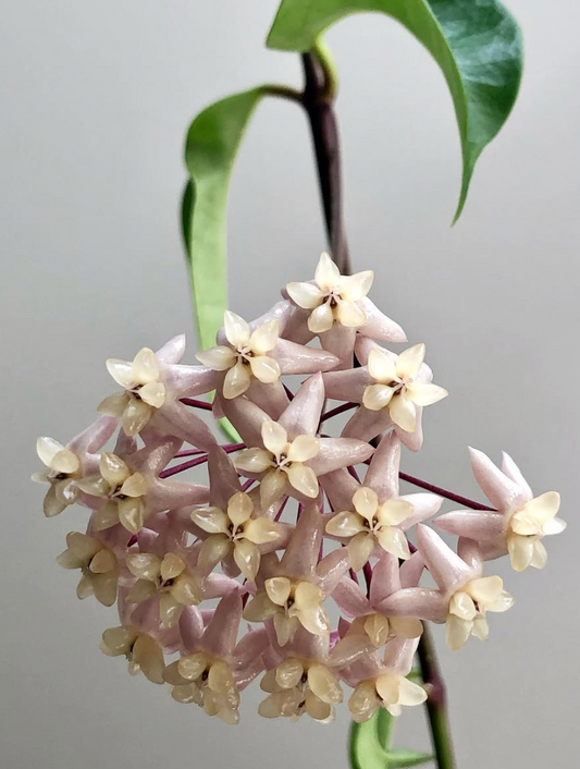 Hoya Thuathienhuensis 10 Pieces Seeds