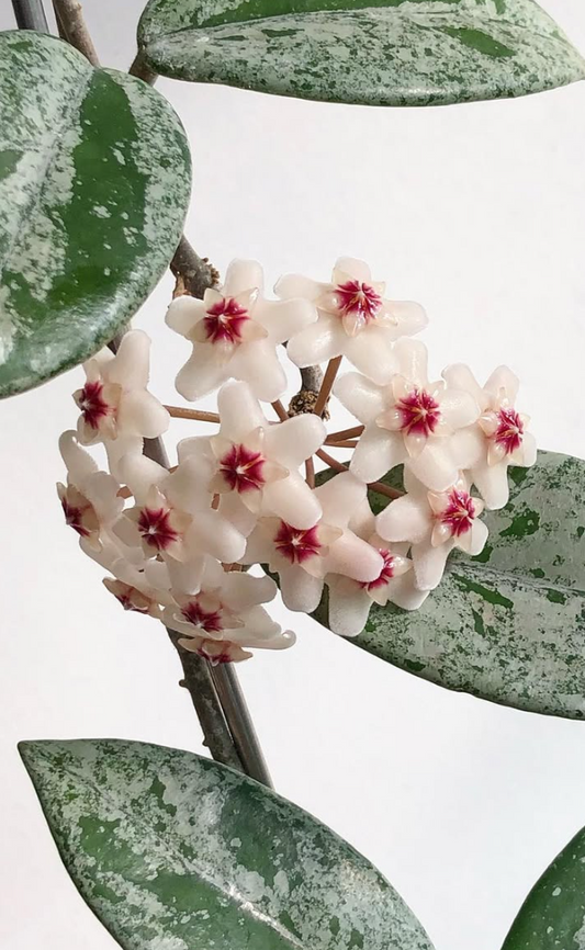 Hoya 'Wilbur Graves' 10 Pieces Seeds