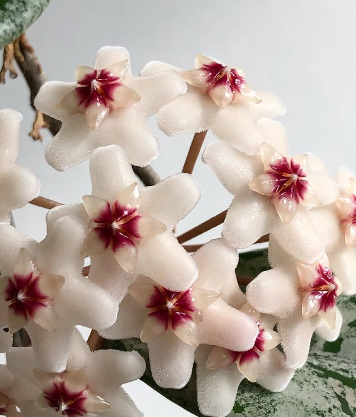 Hoya 'Wilbur Graves' 10 Pieces Seeds