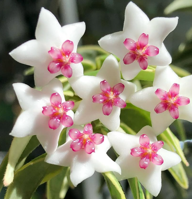 Hoya Bella 'Anneke Buis' 10 Pieces Seeds