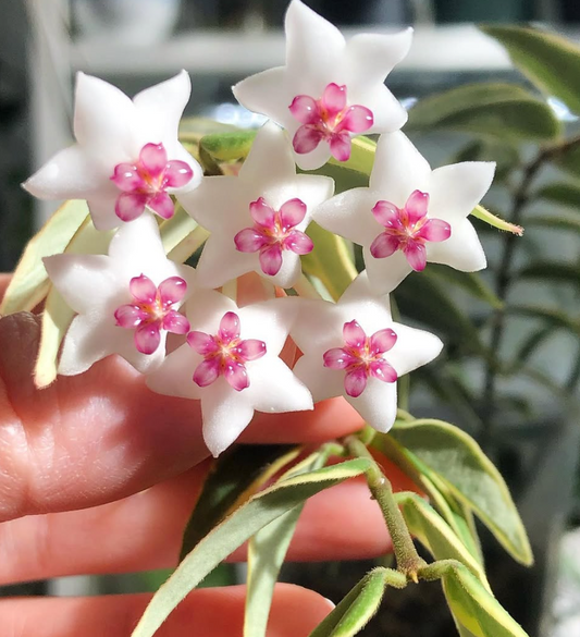 Hoya Bella 'Anneke Buis' 10 Pieces Seeds