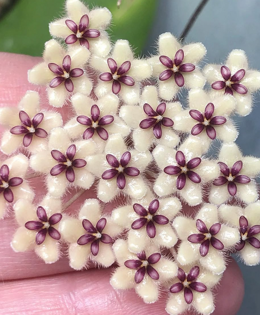 Hoya Phuwuaensis 10 Pieces Seeds