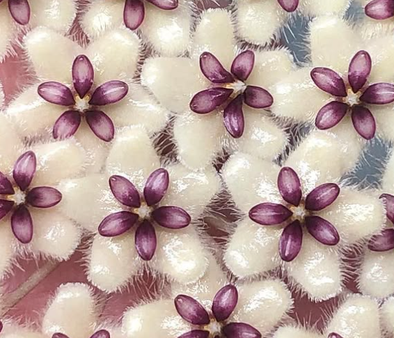 Hoya Phuwuaensis 10 Pieces Seeds