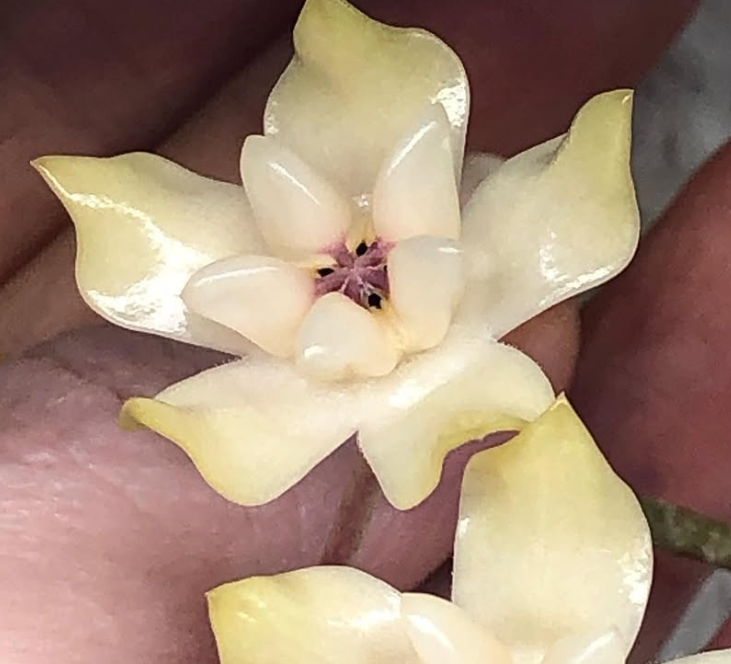 Hoya Mitrata 10 Pieces Seeds