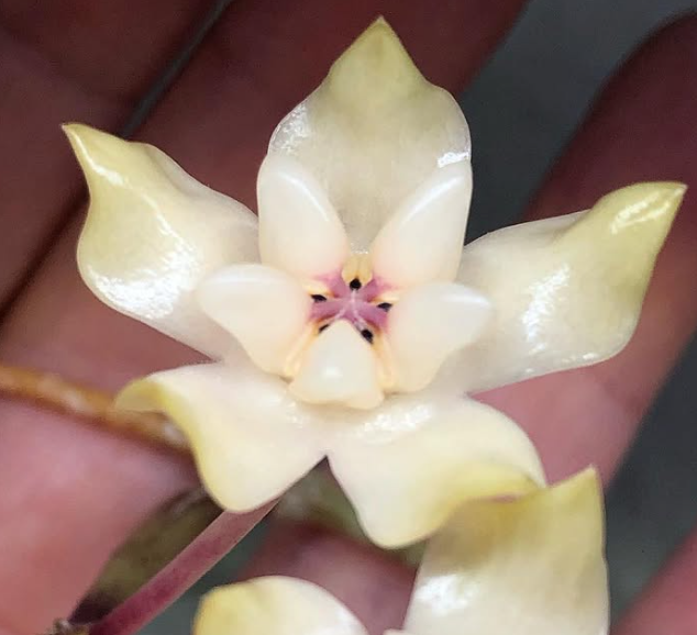 Hoya Mitrata 10 Pieces Seeds