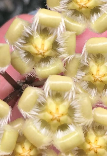 Hoya Mirabilis Clone A 10 Pieces Seeds