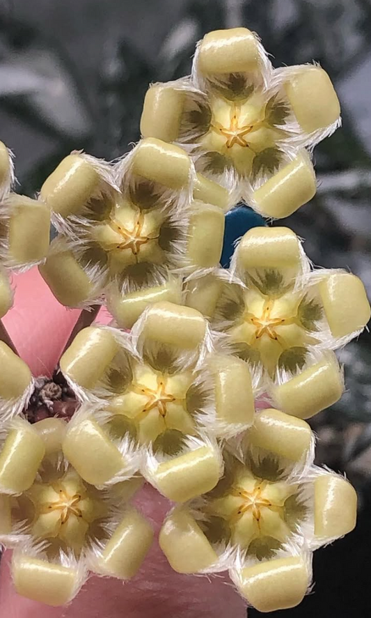 Hoya Mirabilis Clone A 10 Pieces Seeds