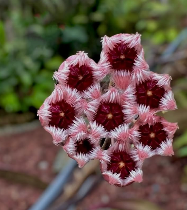 Hoya Sulawesiana 10 Pieces Seeds