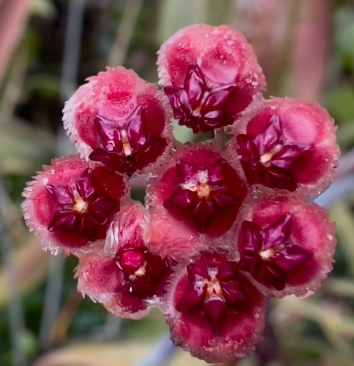 Hoya Sulawesiana 10 Pieces Seeds