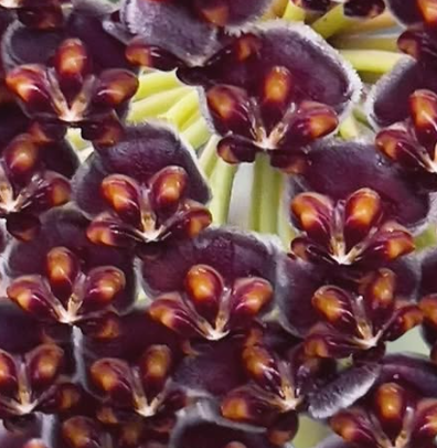 Hoya Wayetii 10 Pieces Seeds