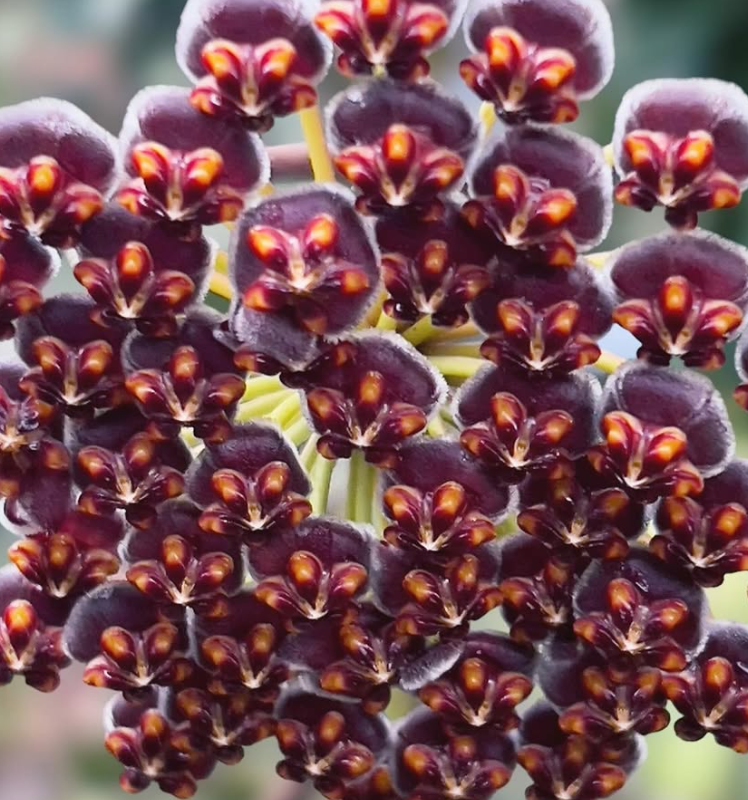 Hoya Wayetii 10 Pieces Seeds