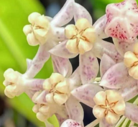 Hoya Medinillifolia 10 Pieces Seeds