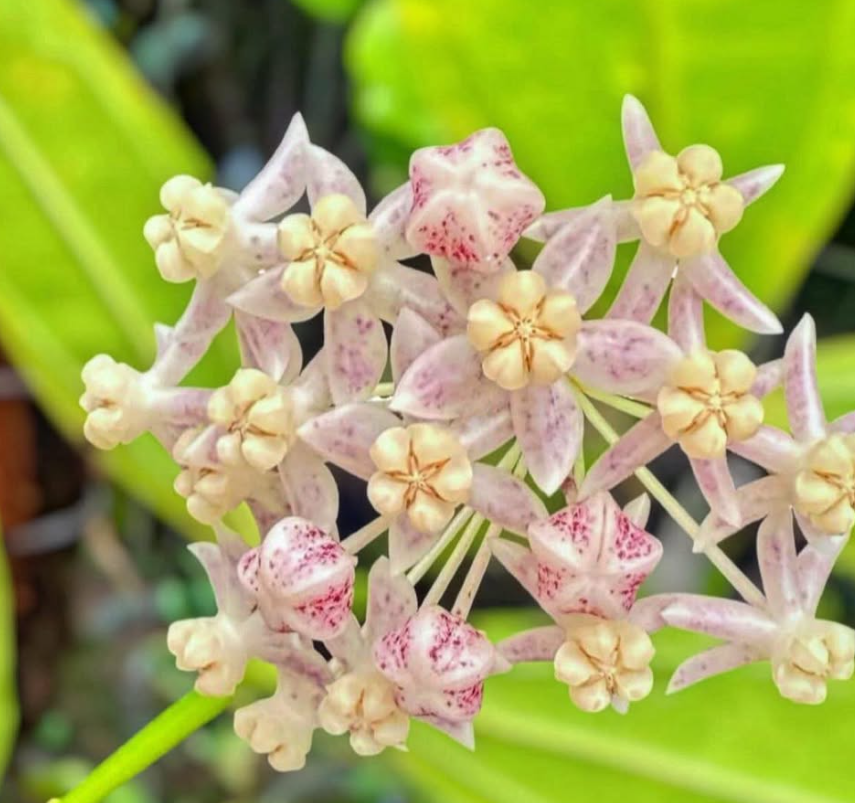 Hoya Medinillifolia 10 Pieces Seeds
