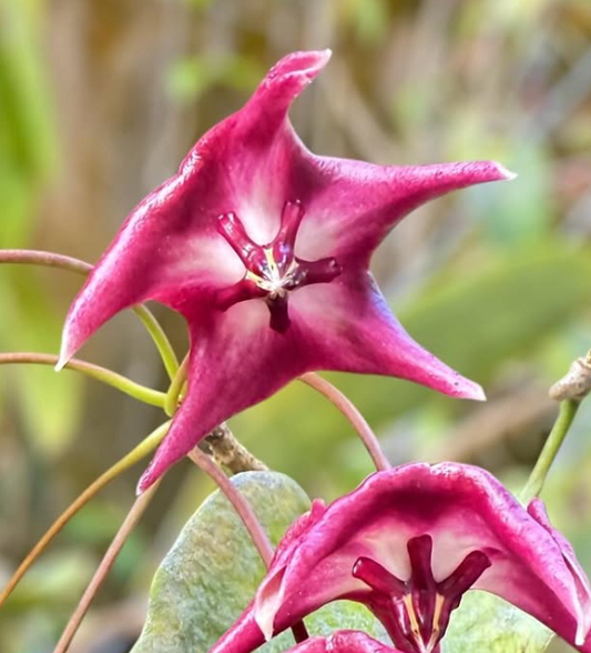 Hoya Onychoides 10 Pieces Seeds