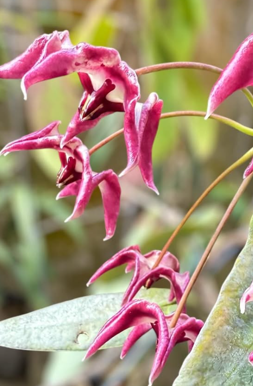 Hoya Onychoides 10 Pieces Seeds