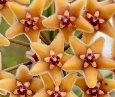 Hoya Flavida 10 Pieces Seeds