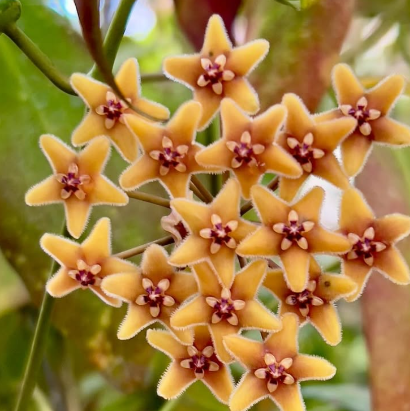 Hoya Flavida 10 Pieces Seeds