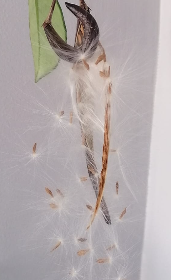 Hoya Fraterna 10 Pieces Seeds