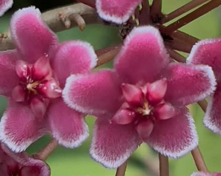 Hoya carnosa ‘Shocking Pink’ 10 Pieces Seeds