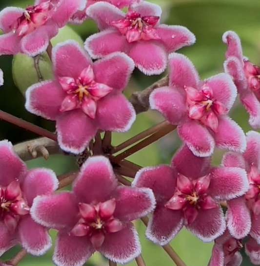 Hoya carnosa ‘Shocking Pink’ 10 Pieces Seeds