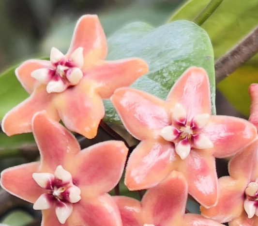 Hoya Suncalva 10 Pieces Seeds