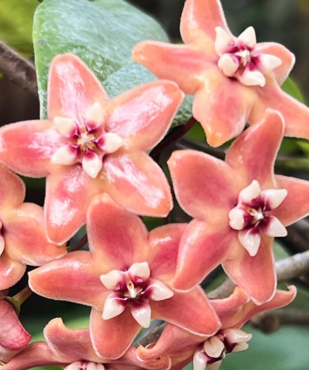 Hoya Suncalva 10 Pieces Seeds