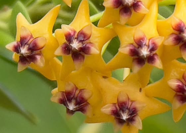 Hoya Cummingiana 10 Pieces Seeds