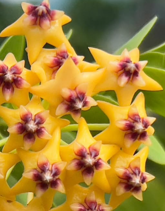 Hoya Cummingiana 10 Pieces Seeds