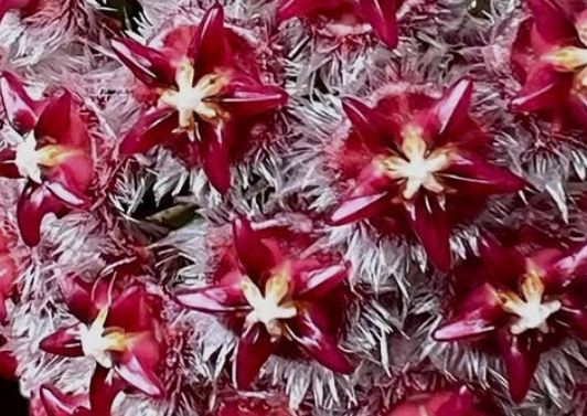 Hoya Elmeri 10 Pieces Seeds