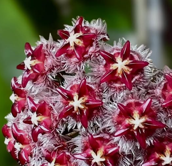 Hoya Elmeri 10 Pieces Seeds
