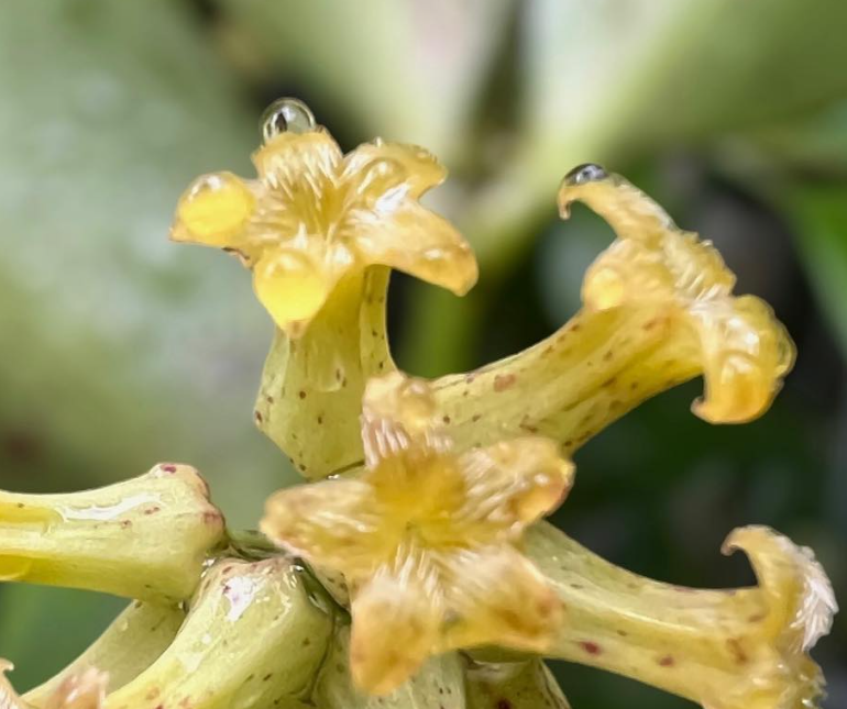 Hoya sp Garut aff. amicabilis 10 Pieces Seeds