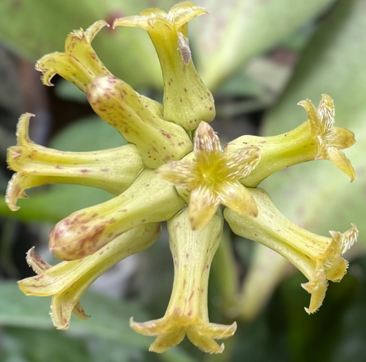Hoya sp Garut aff. amicabilis 10 Pieces Seeds