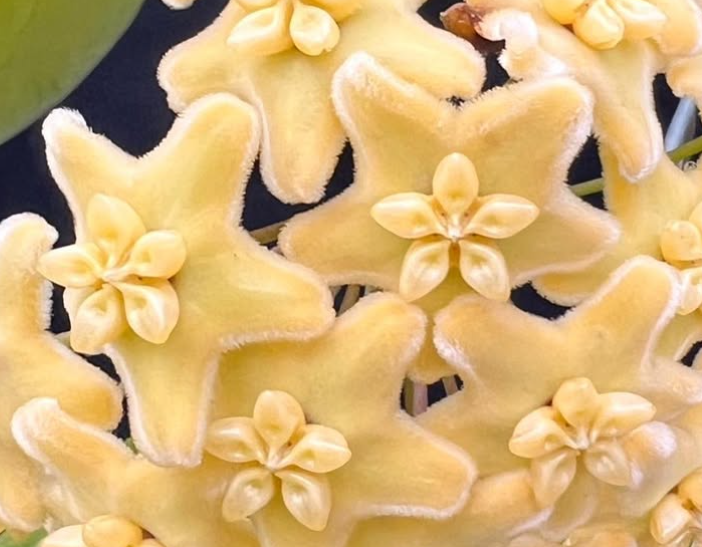 Hoya Kenejiana 10 Pieces Seeds