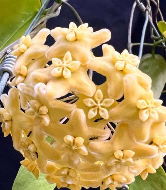 Hoya Kenejiana 10 Pieces Seeds