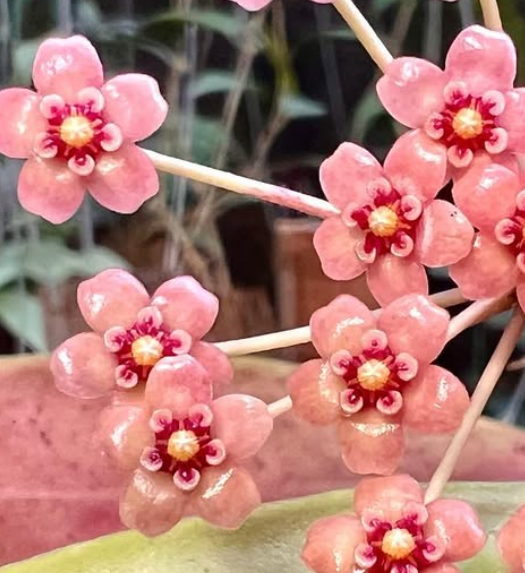 Hoya Pulchra 10 Pieces Seeds