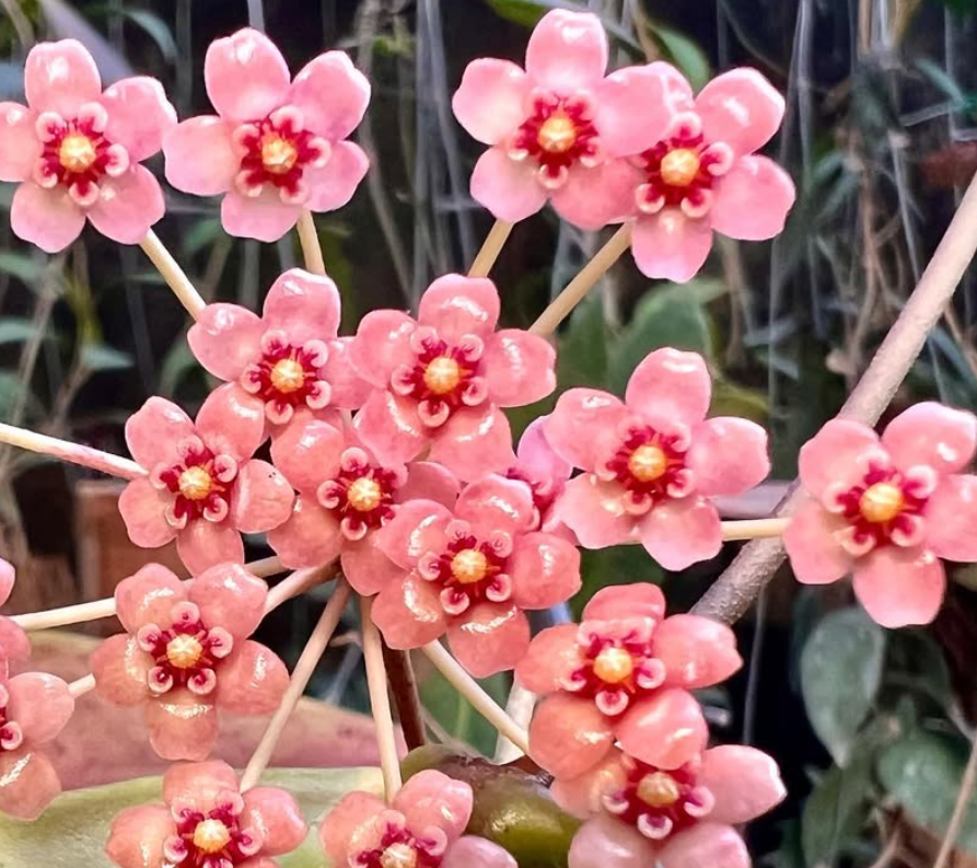 Hoya Pulchra 10 Pieces Seeds