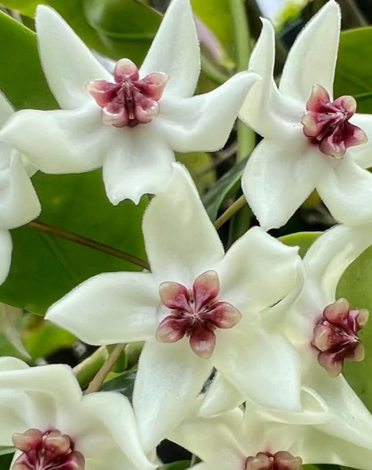 Hoya Paziae 10 Pieces Seeds