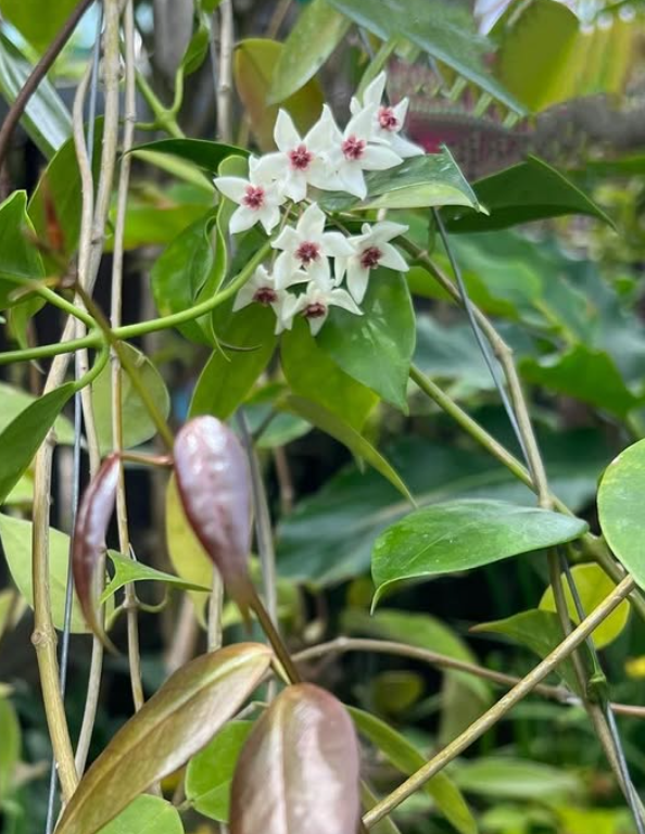 Hoya Paziae 10 Pieces Seeds