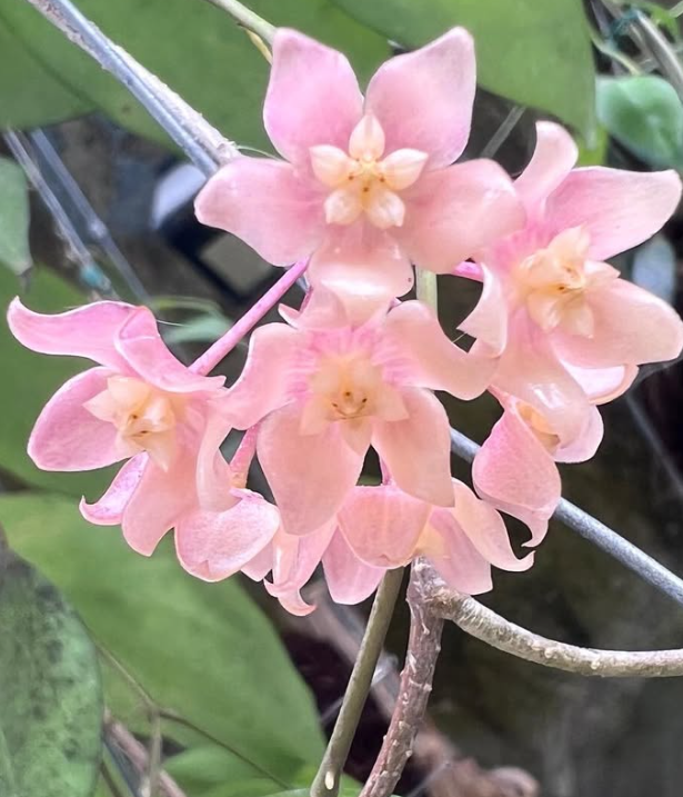 Hoya Deleoniorum 10 Pieces Seeds