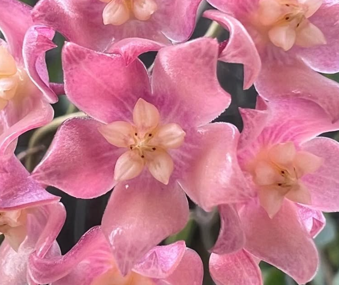Hoya Deleoniorum 10 Pieces Seeds